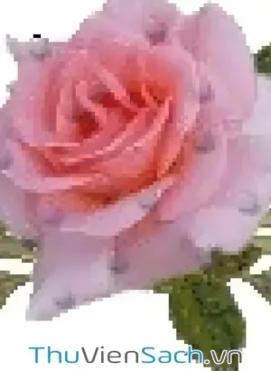Con Ve Sầu
