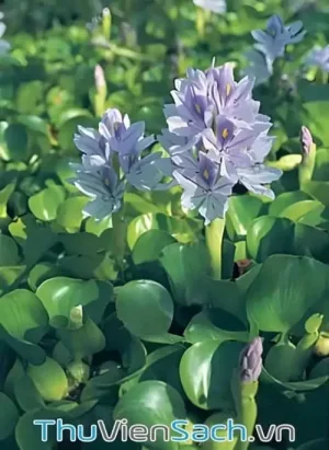 Hoa Lục Bình
