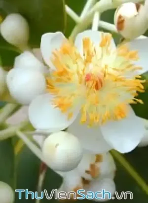 Huơng Mù U
