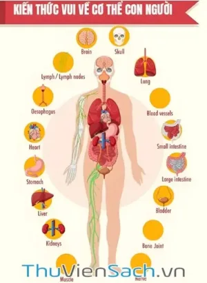 Kiến Thức Vui Về Cơ Thể Con Người
