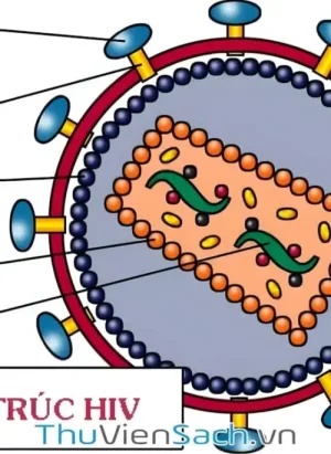 Thông Tin Y Học Về Hiv-Aids